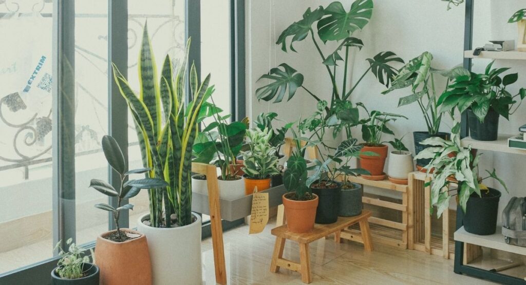 Best Indoor Plants for Clean Air 